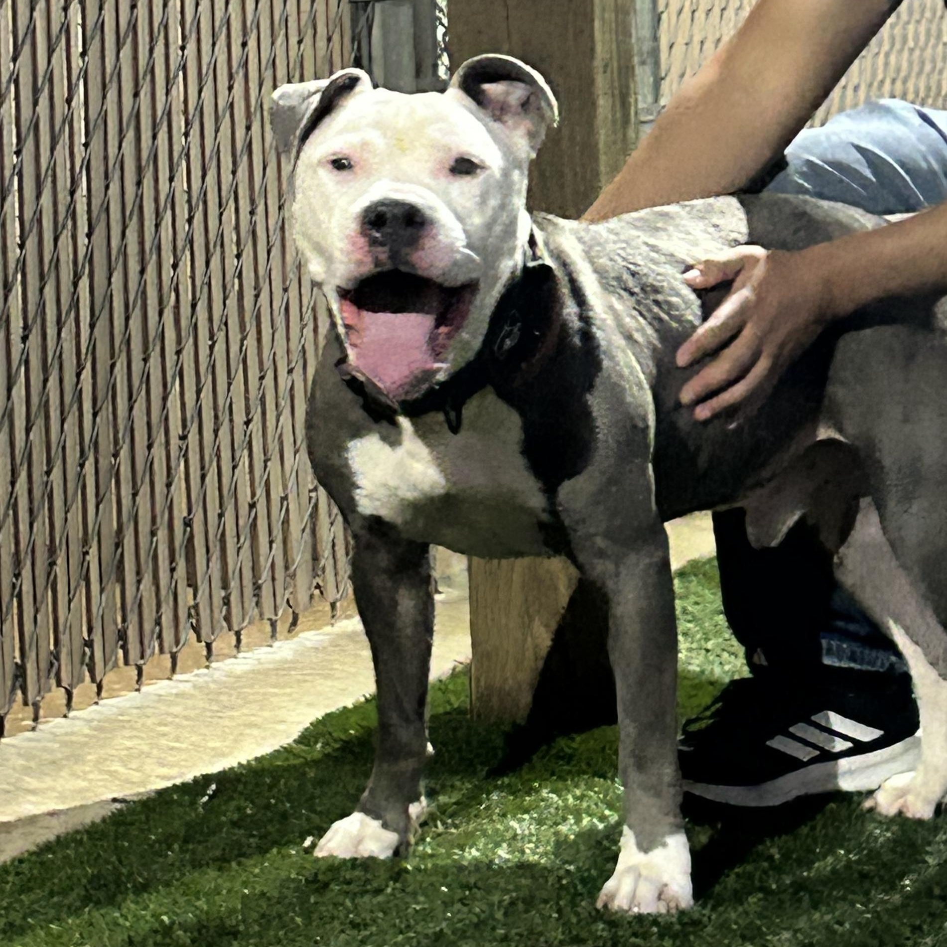 Enlarge MOTO MOTO - Lives up to the name PLS WATCH HIS VIDEO, a Adoptable American Staffordshire Terrier in Clifton, NJ image 5/6