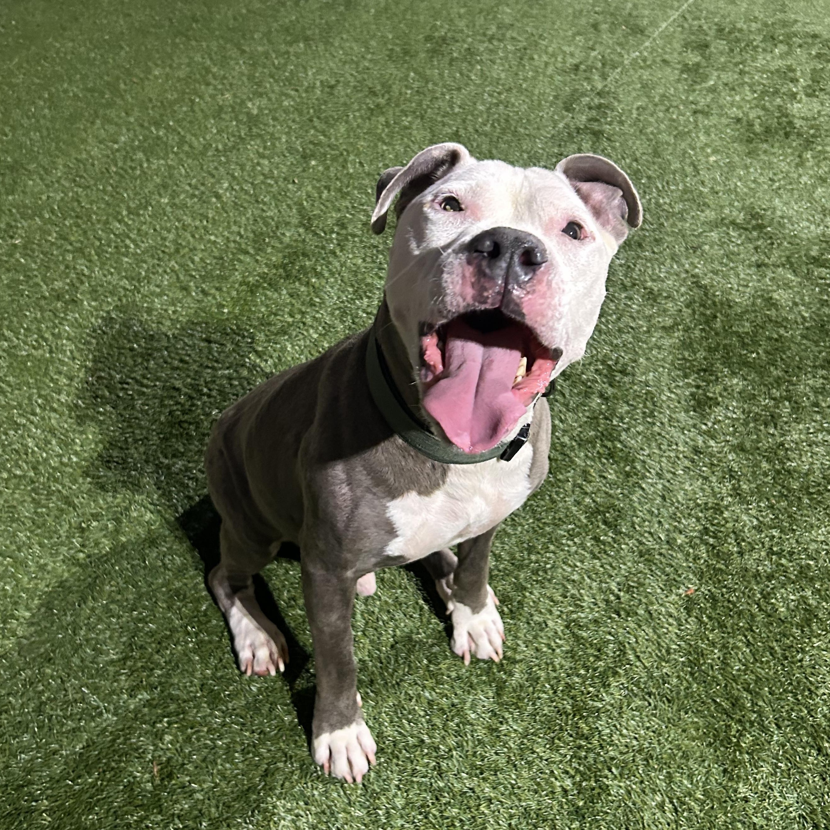 Enlarge MOTO MOTO - Lives up to the name PLS WATCH HIS VIDEO, a Adoptable American Staffordshire Terrier in Clifton, NJ image 2/6