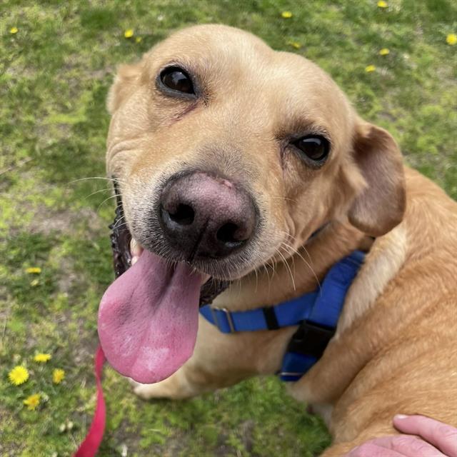 Enlarge HANK, a Adoptable Labrador Retriever in Centerville, MA image 1/1