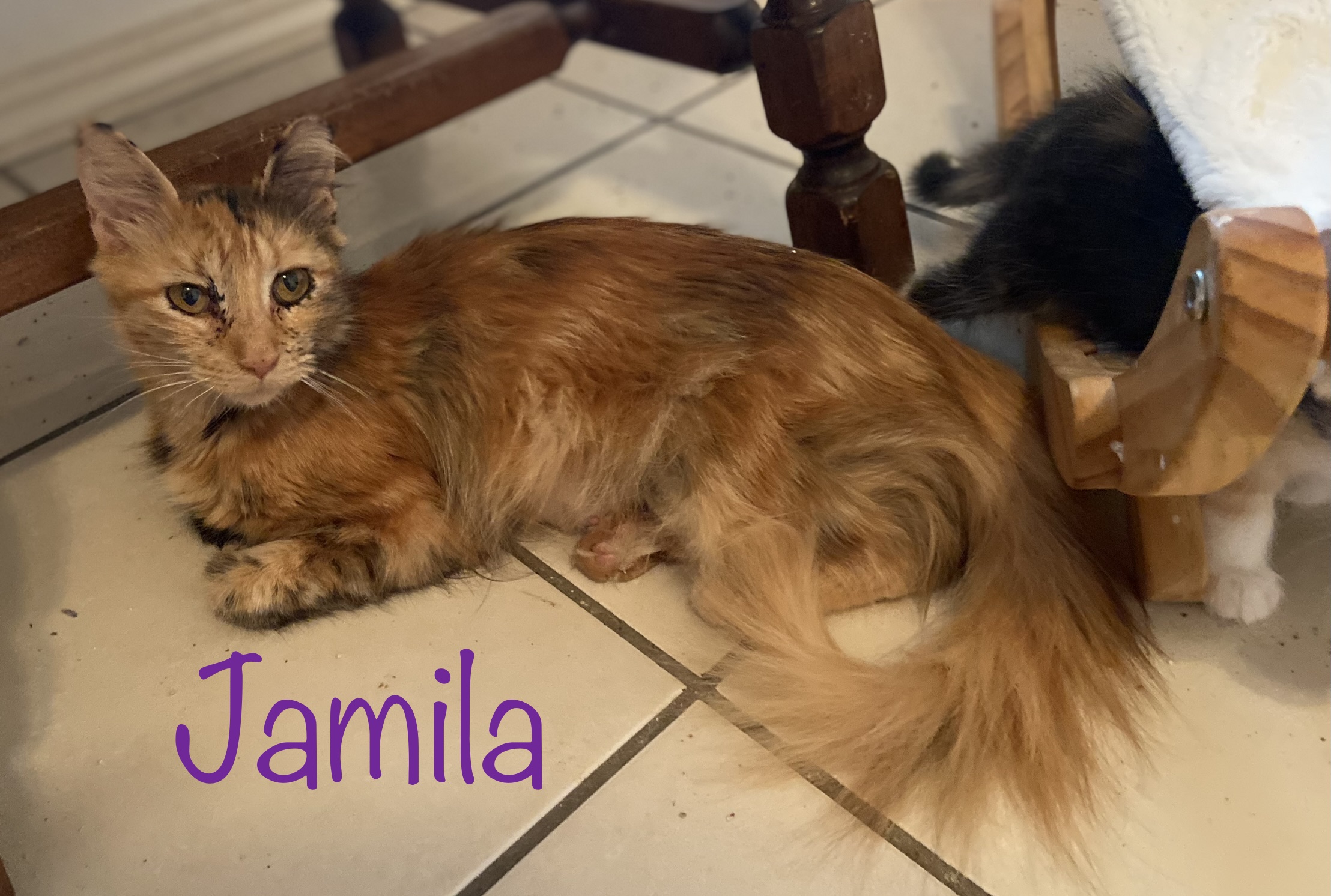 Jamila, an adoptable Tortoiseshell in Mabank, TX, 75156 | Photo Image 1