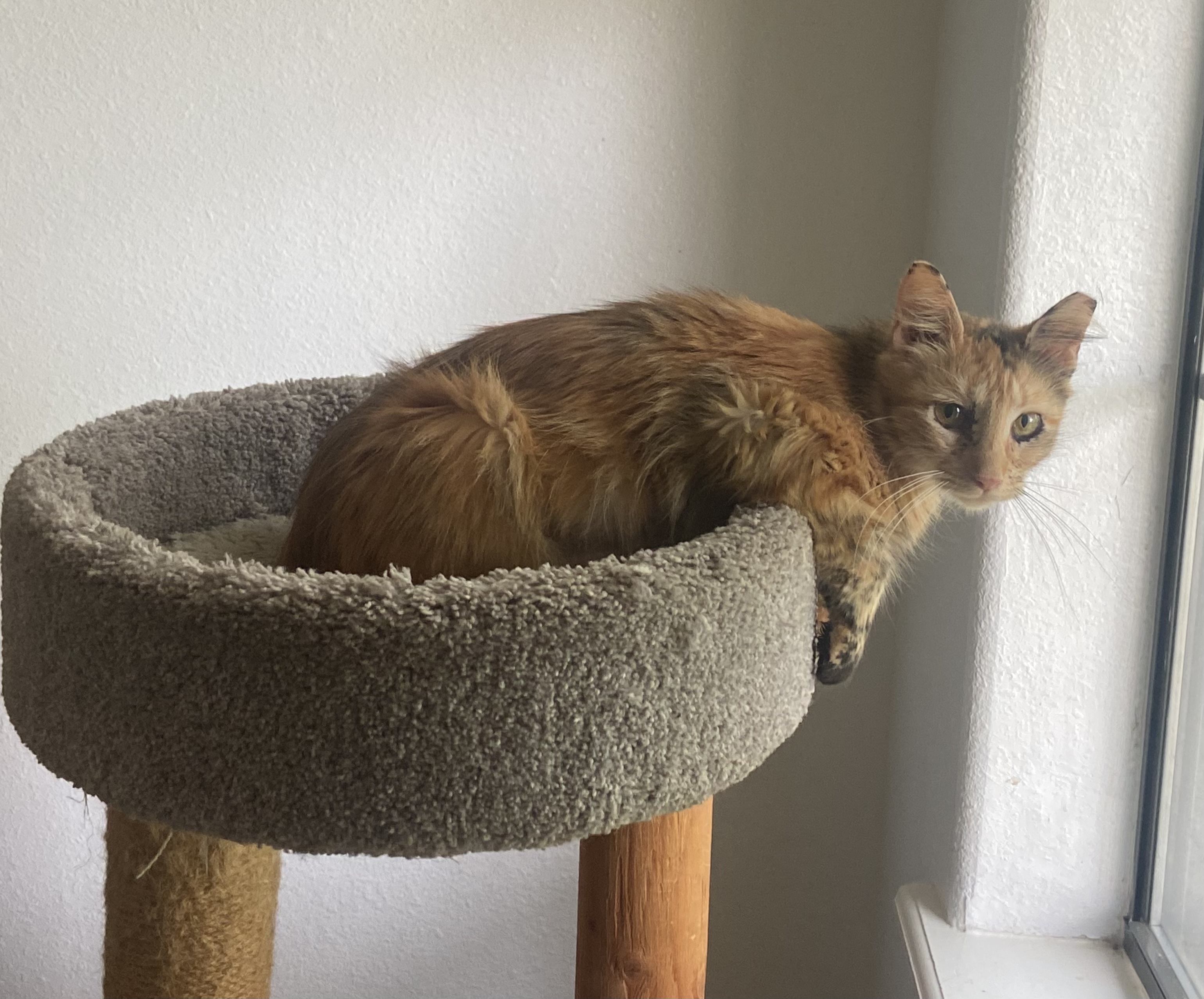 Jamila, an adoptable Tortoiseshell in Mabank, TX, 75156 | Photo Image 3