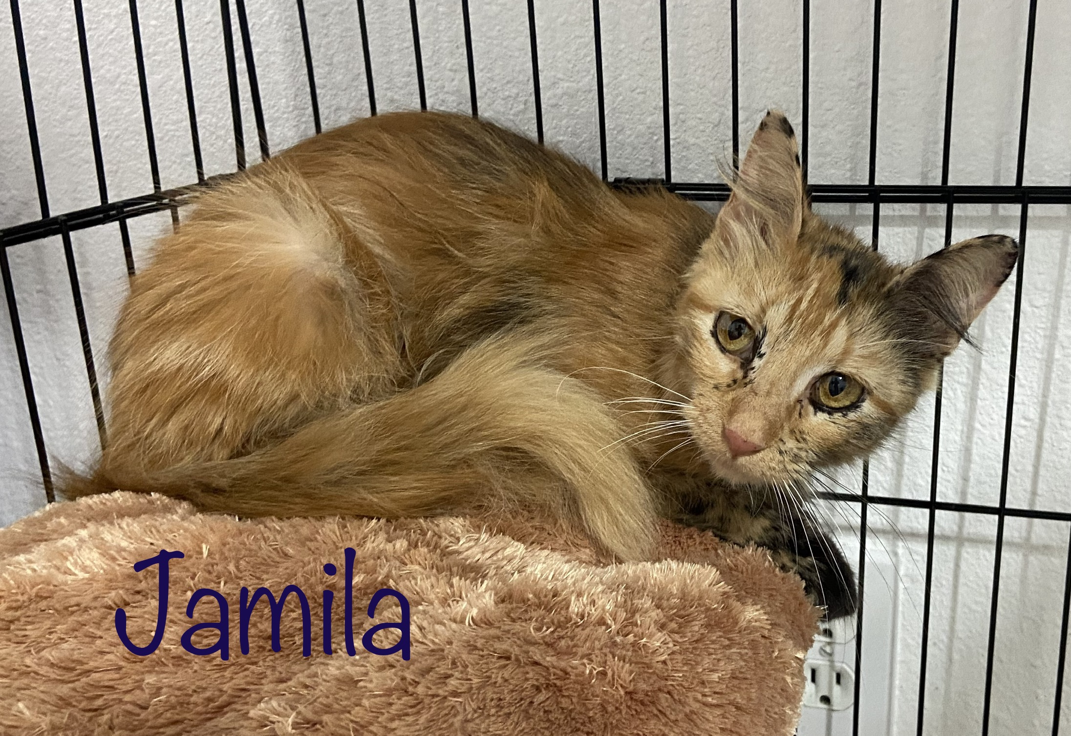 Jamila, an adoptable Tortoiseshell in Mabank, TX, 75156 | Photo Image 2