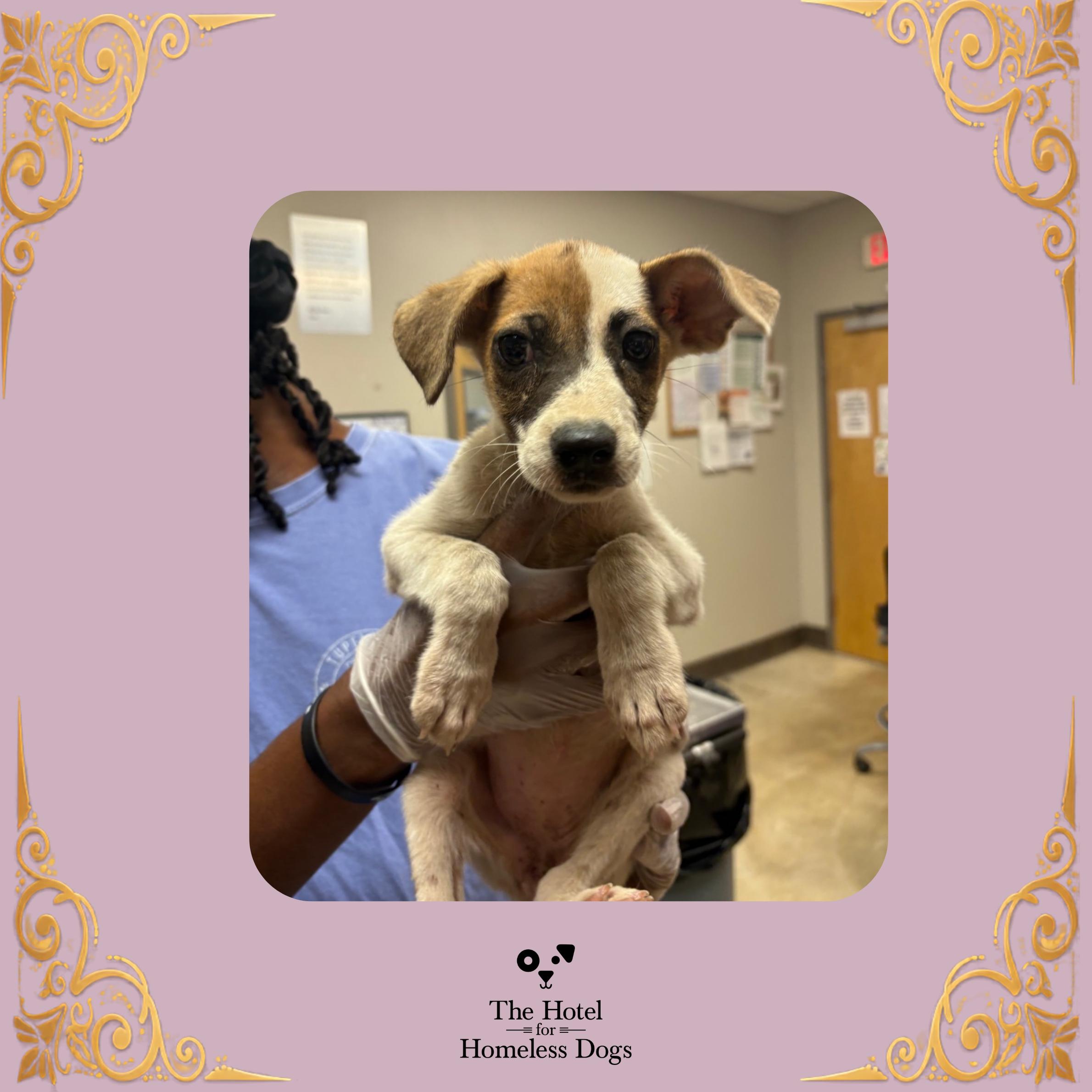 Chantel, Adopted, Puppy Female Cattle Dog & Mixed Breed.