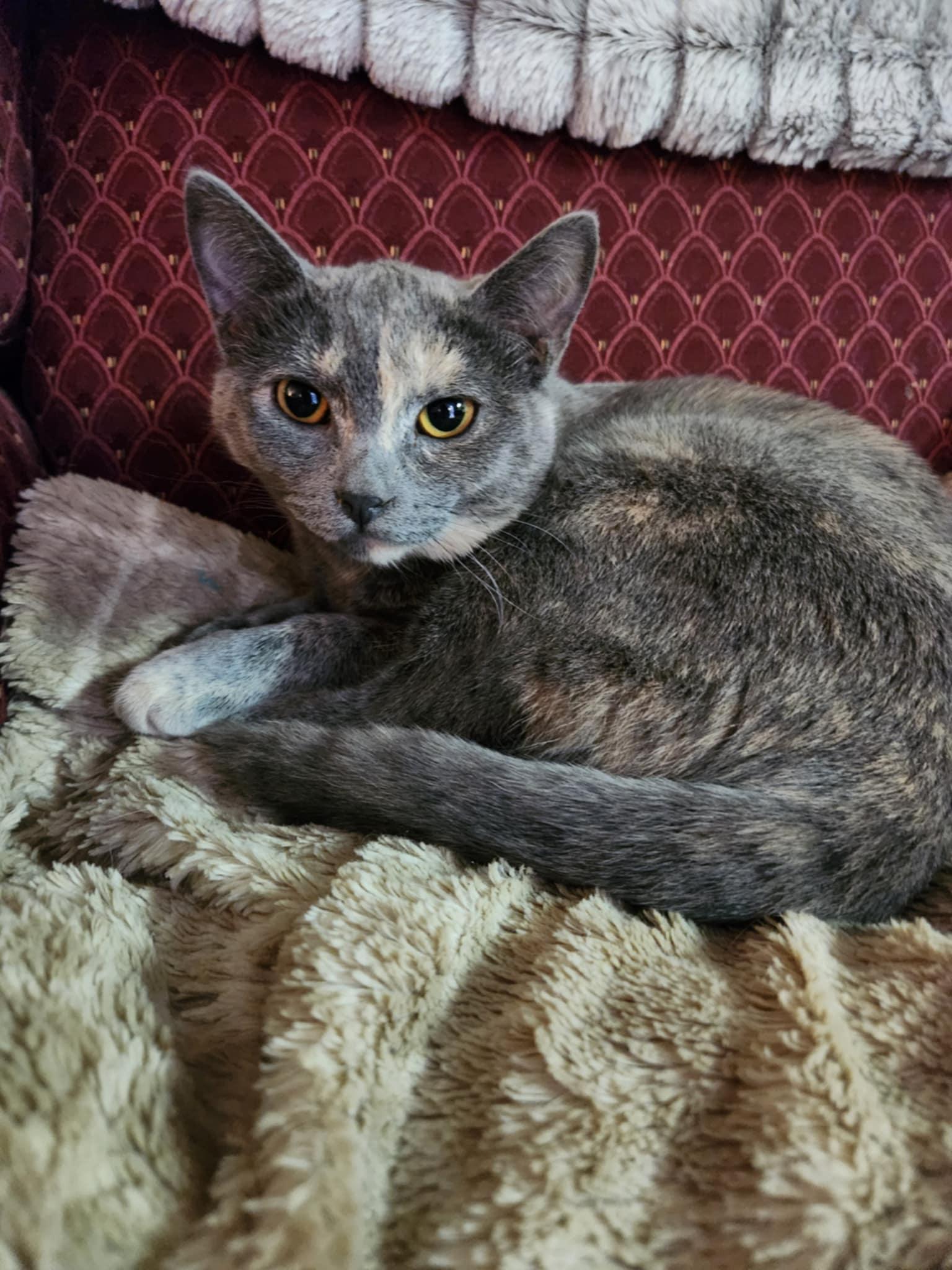 Latte, Adoptable, Young Female Domestic Short Hair.