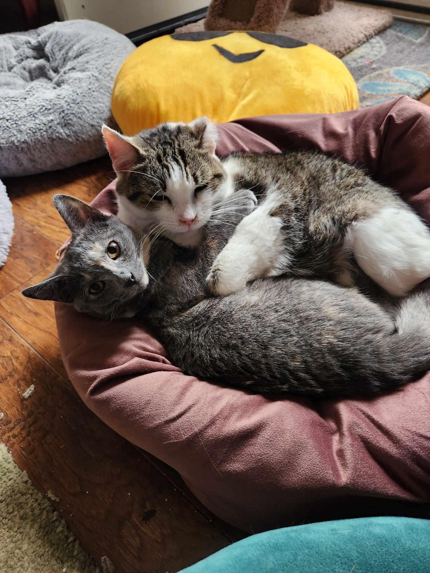 Latte, Adoptable, Young Female Domestic Short Hair.