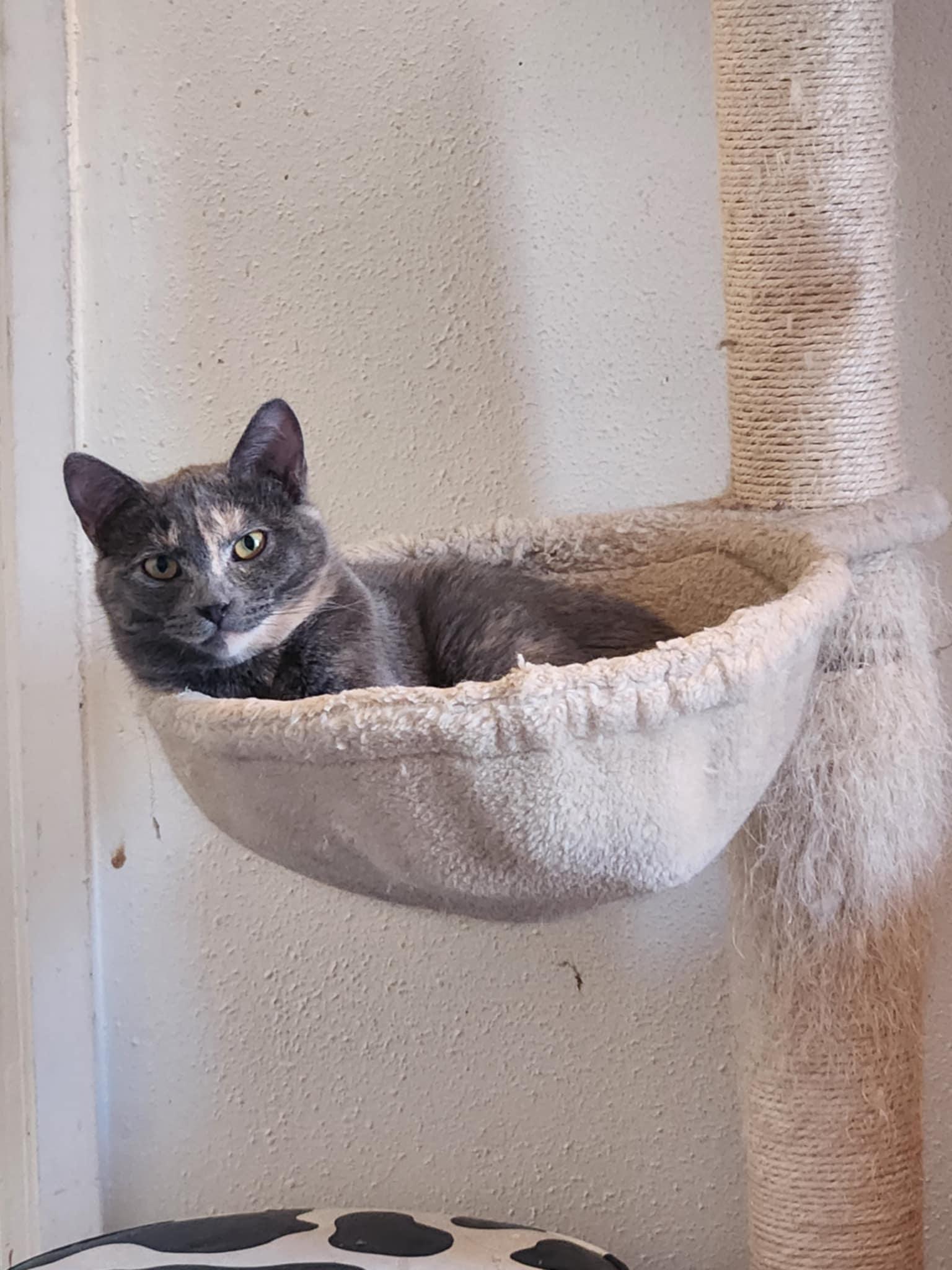 Enlarge Latte, a Adoptable mixed breed in Rio Linda, CA image 4/4