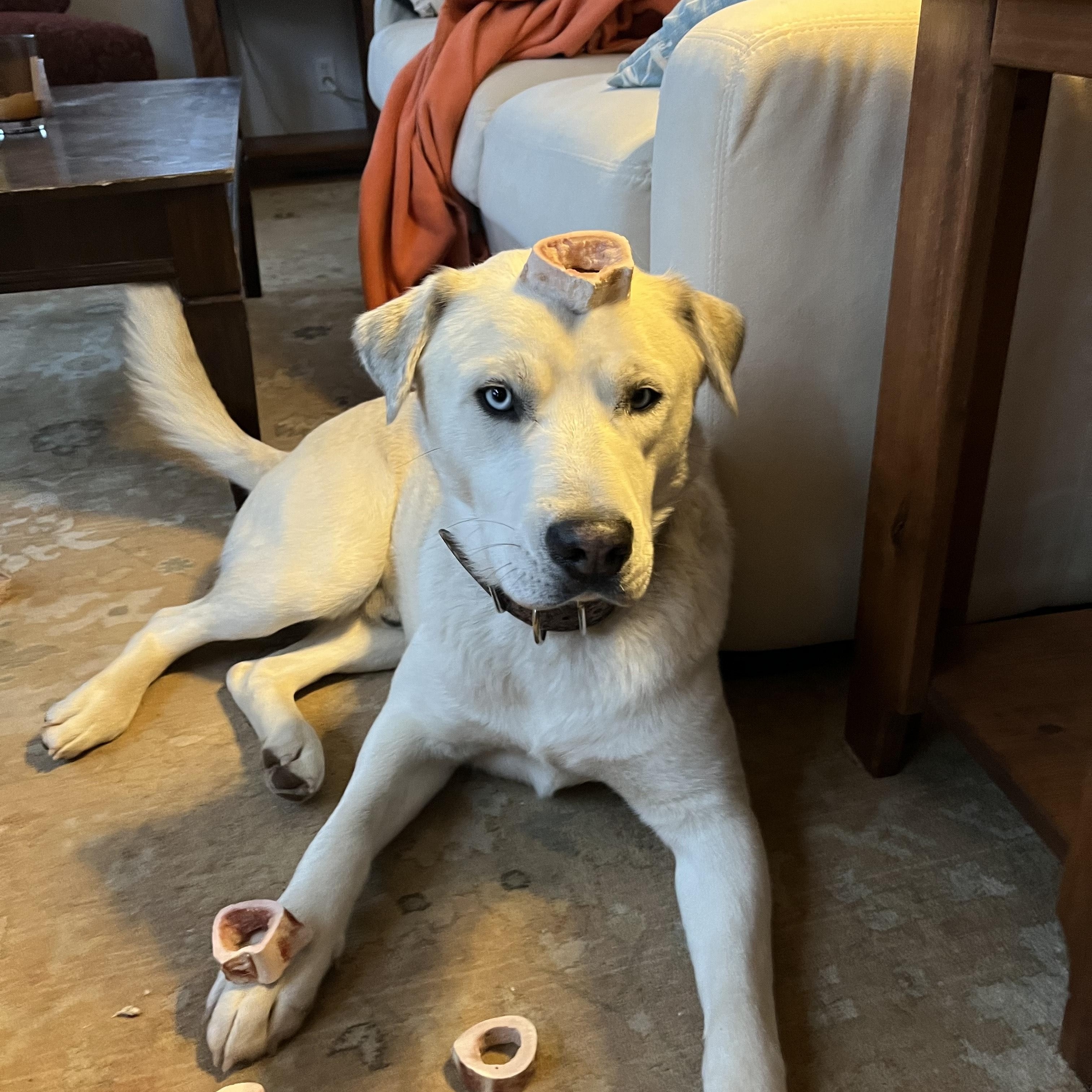 Popcorn, an adoptable mixed breed in Driggs, ID image 4/5