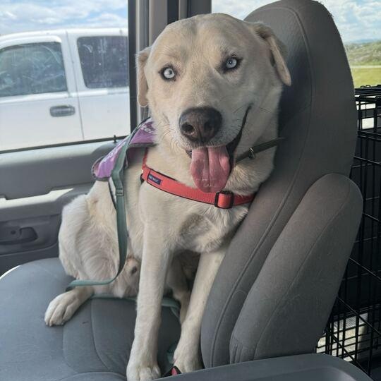 Popcorn, an adoptable Husky, American Staffordshire Terrier in Driggs, ID, 83422 | Photo Image 3