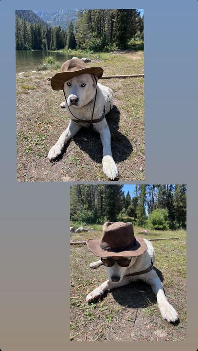 Popcorn, an adoptable Husky, American Staffordshire Terrier in Driggs, ID, 83422 | Photo Image 1