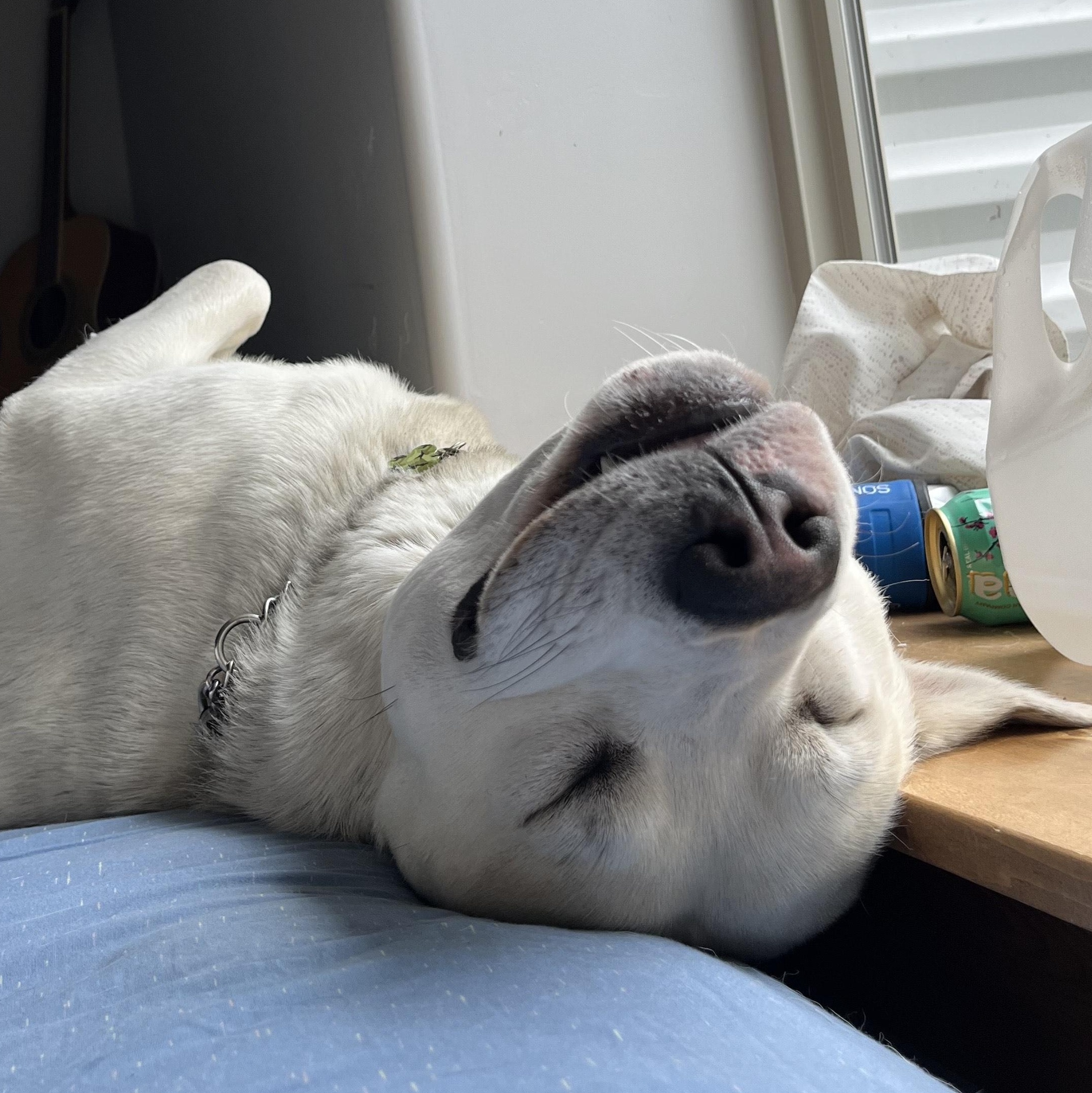 Popcorn, adoptable, Adult Male Labrador Retriever & Husky.