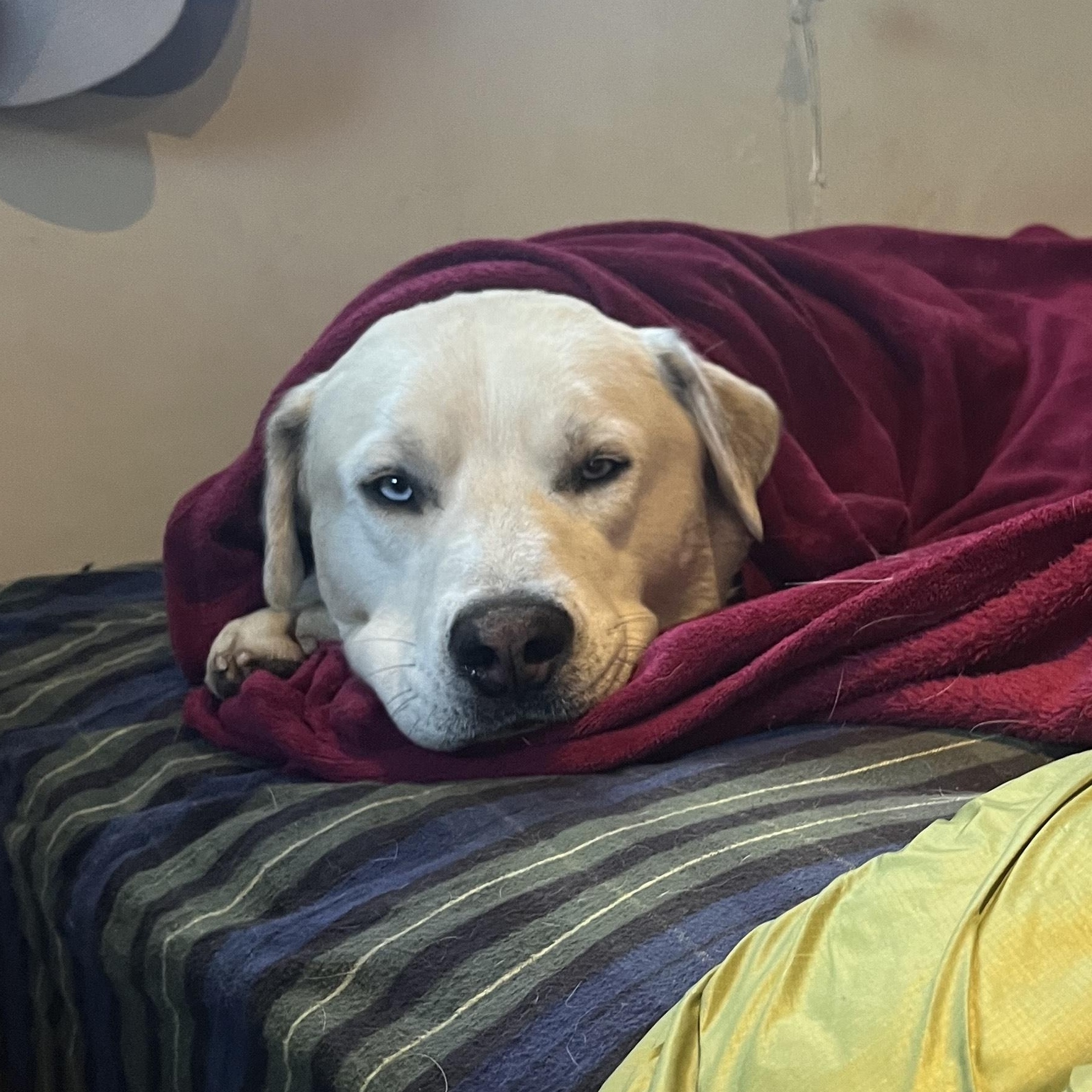 Popcorn, an adoptable mixed breed in Driggs, ID image 5/5