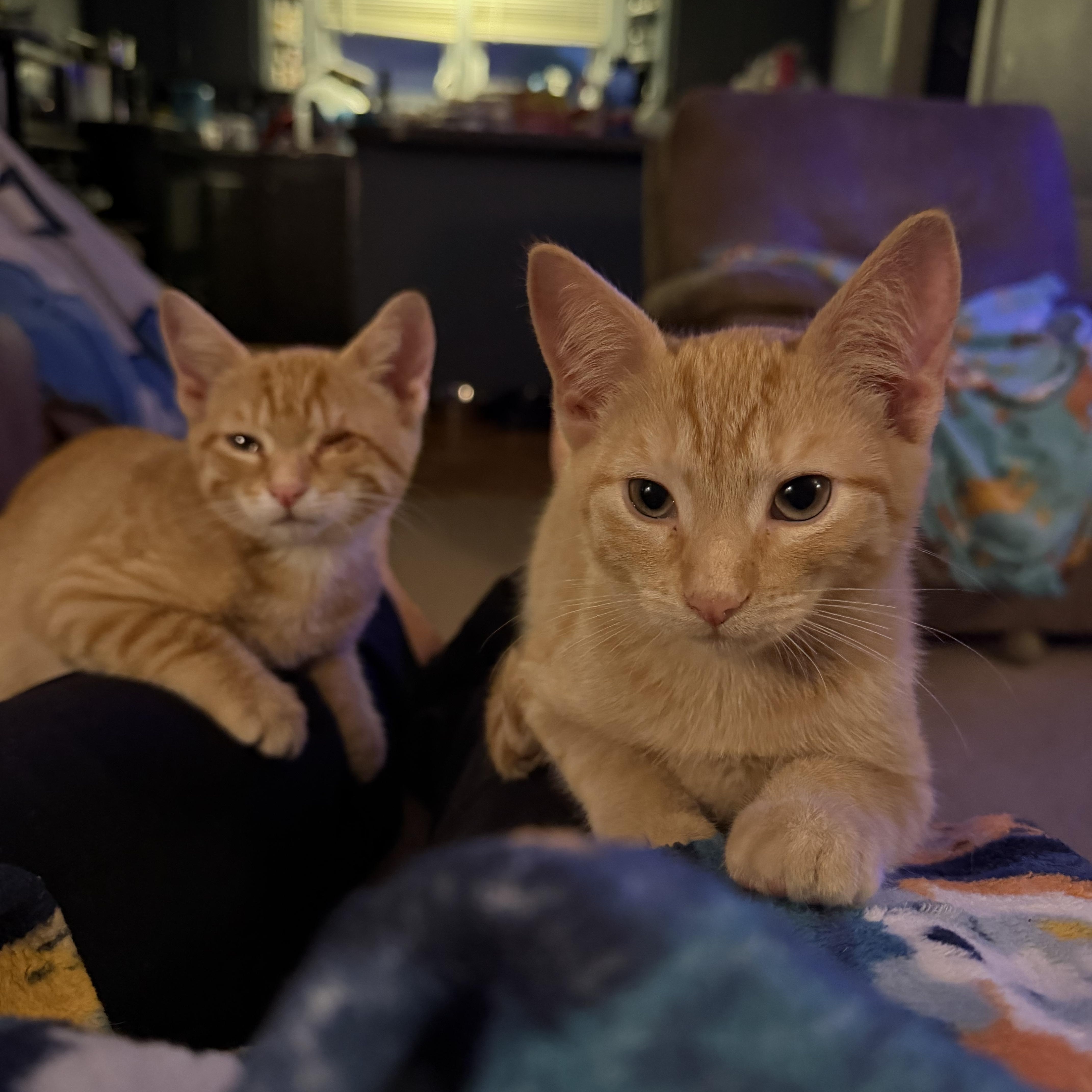 Apollo, a ADOPTABLE Domestic Short Hair in Lumberton, NC image 3/6