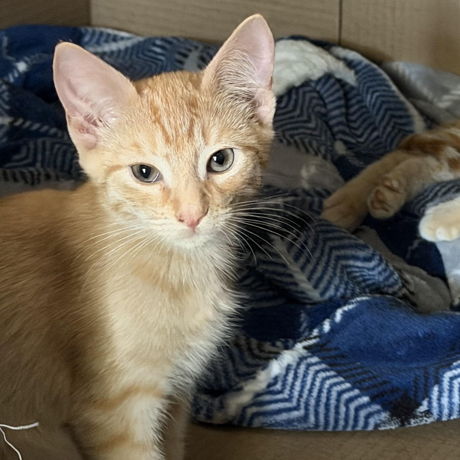 Apollo, a ADOPTABLE Domestic Short Hair in Lumberton, NC image 2/6