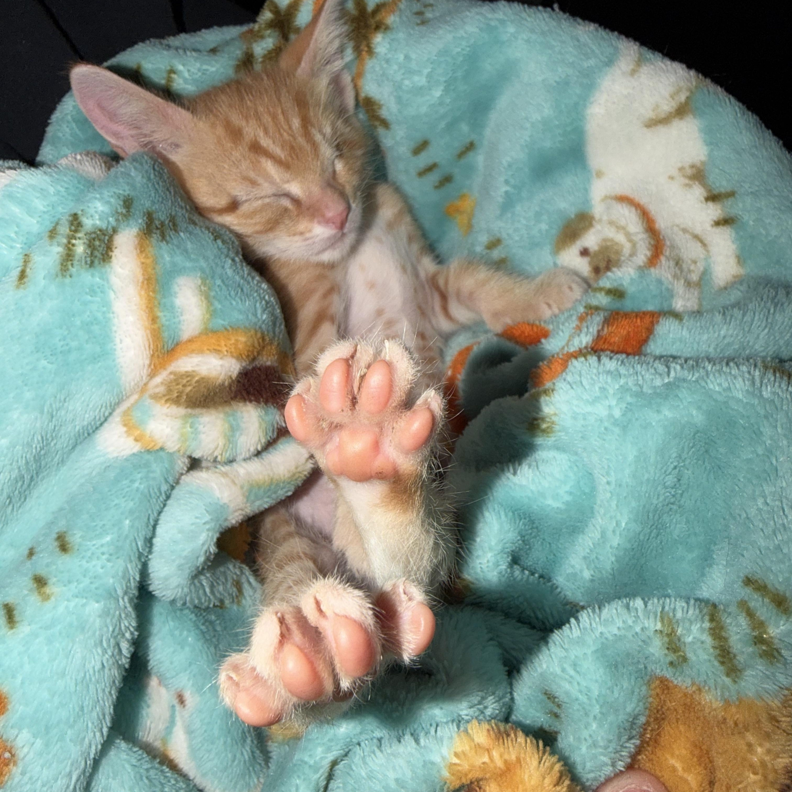 Apollo, a ADOPTABLE Domestic Short Hair in Lumberton, NC image 4/6