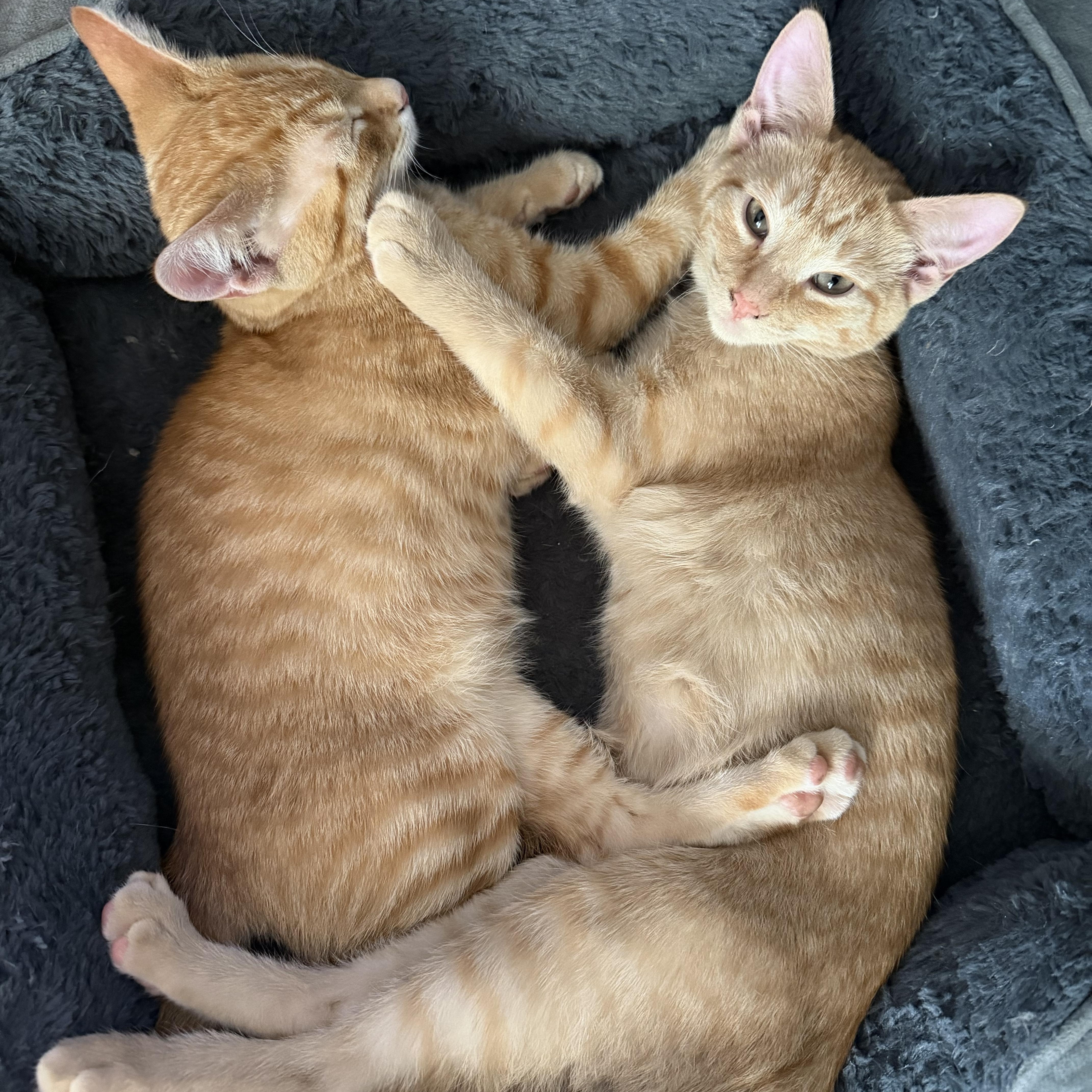 Apollo, a ADOPTABLE Domestic Short Hair in Lumberton, NC image 1/6