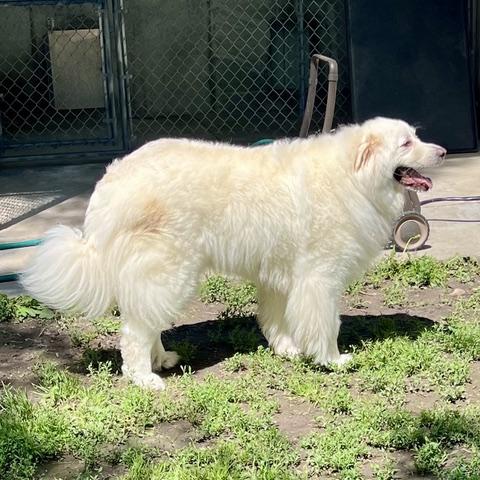 Enlarge Yuki, an adopted Great Pyrenees in Aspen, CO image 5/6