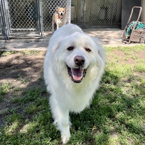 Enlarge Yuki, an adopted Great Pyrenees in Aspen, CO image 2/6