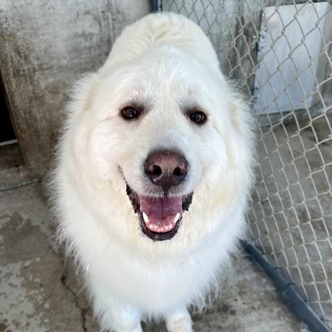 Enlarge Yuki, an adopted Great Pyrenees in Aspen, CO image 3/6