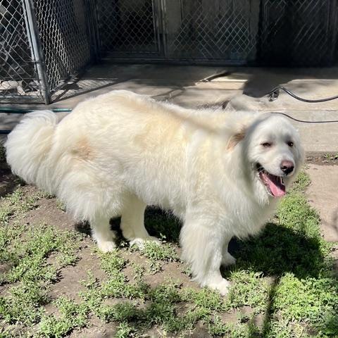 Enlarge Yuki, an adopted Great Pyrenees in Aspen, CO image 4/6