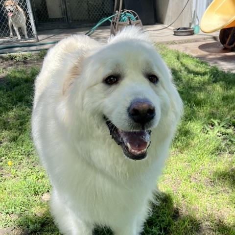Enlarge Yuki, an adopted Great Pyrenees in Aspen, CO image 6/6