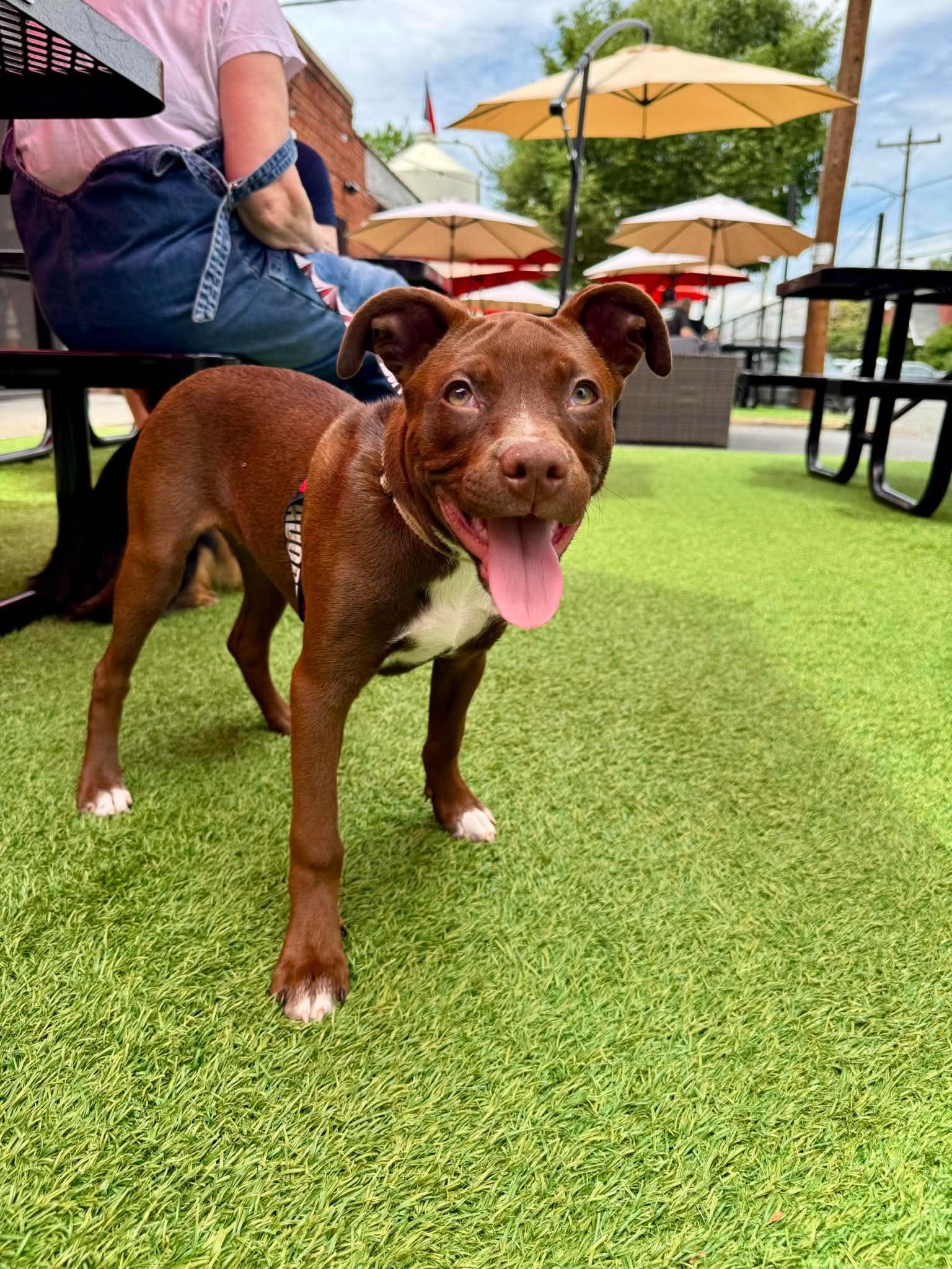 Daire, Adoptable, Puppy Female Mixed Breed.