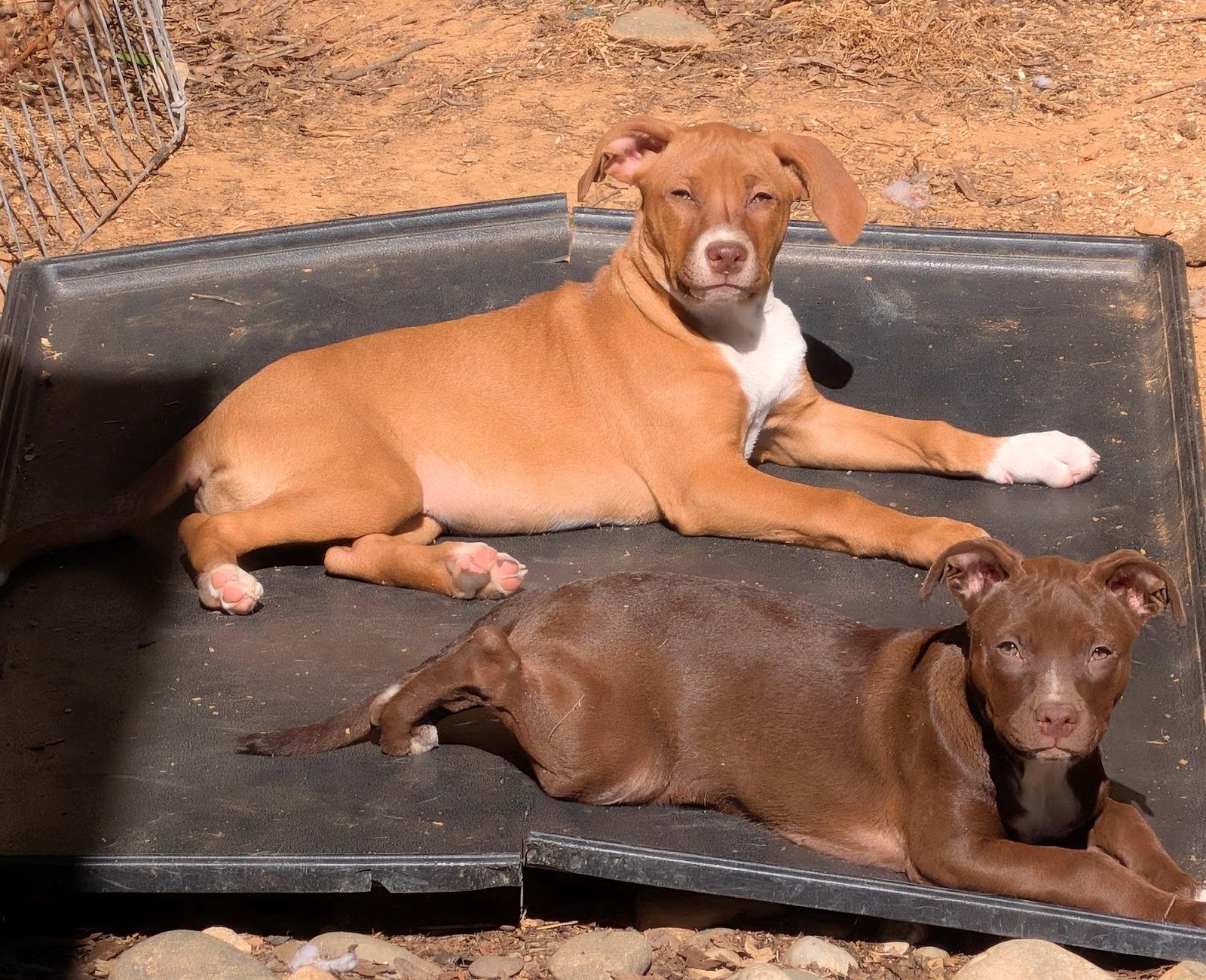 Enlarge Daire, a Adoptable Mixed Breed in Charlotte, NC image 2/3