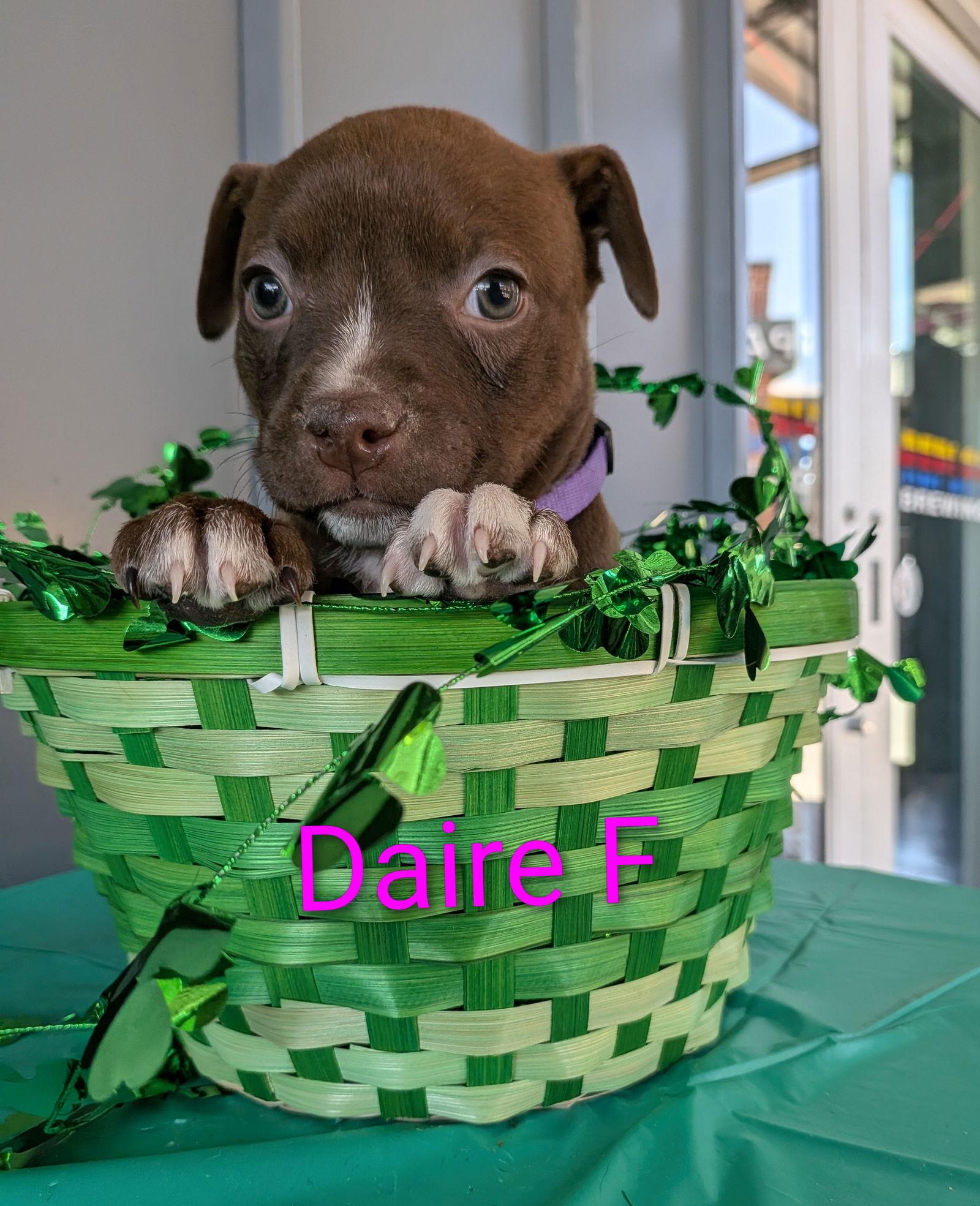Enlarge Daire, a Adoptable Mixed Breed in Charlotte, NC image 1/1