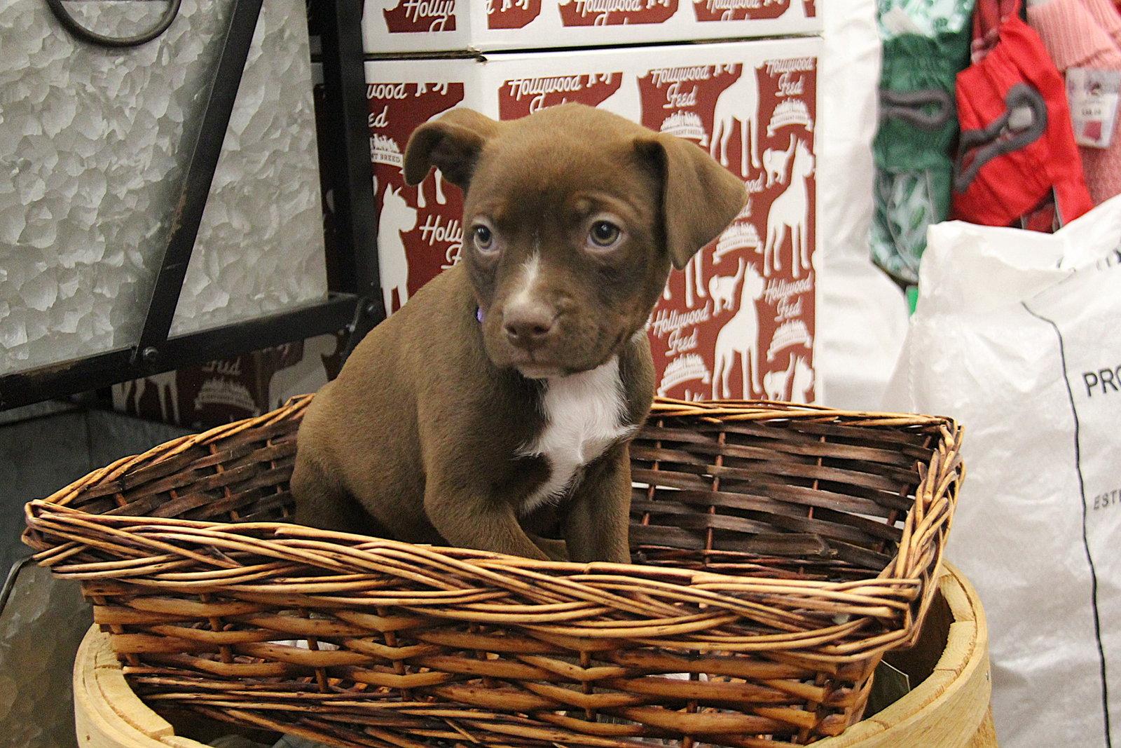 Enlarge Daire, a Adoptable Mixed Breed in Charlotte, NC image 2/2