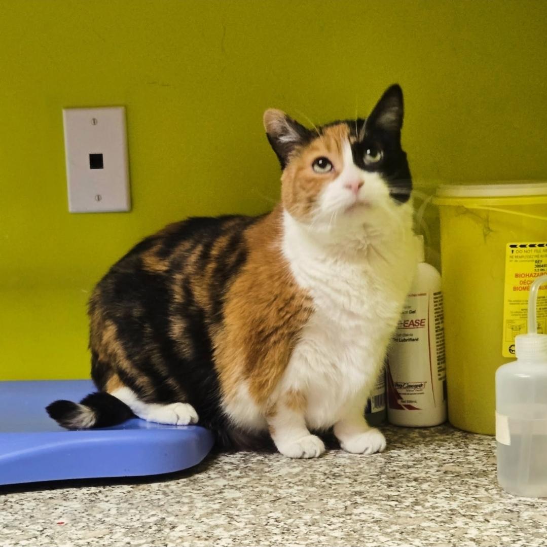 Enlarge Lucy, an adopted Domestic Short Hair in Mississauga, ON image 2/4