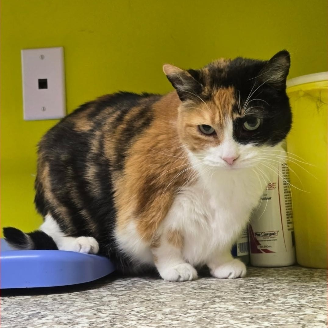 Enlarge Lucy, an adopted Domestic Short Hair in Mississauga, ON image 3/4