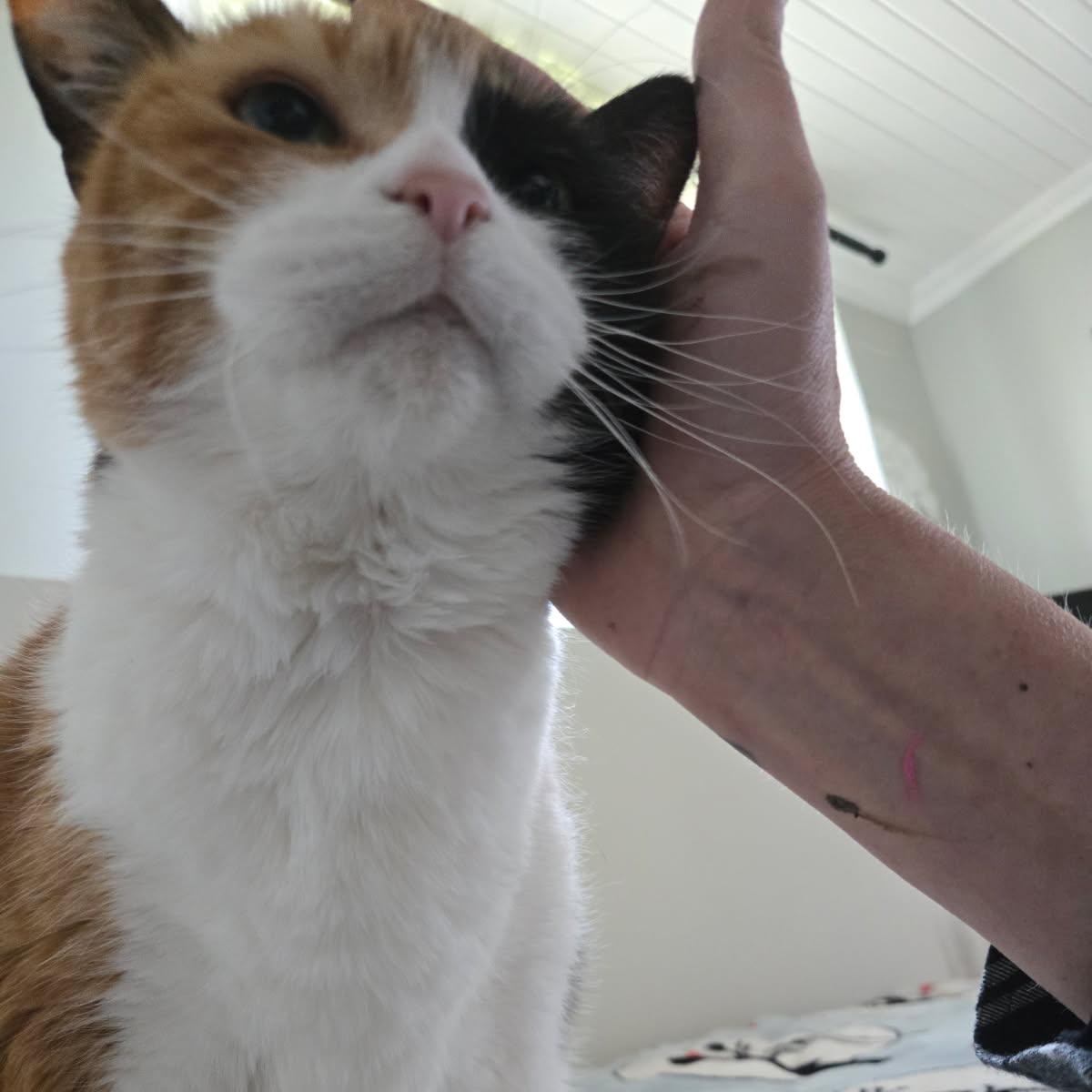 Enlarge Lucy, an adopted Domestic Short Hair in Mississauga, ON image 4/4