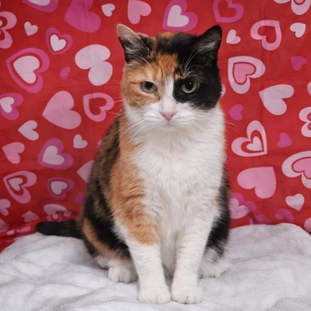 Lucy, ADOPTABLE, Senior Female Domestic Short Hair.