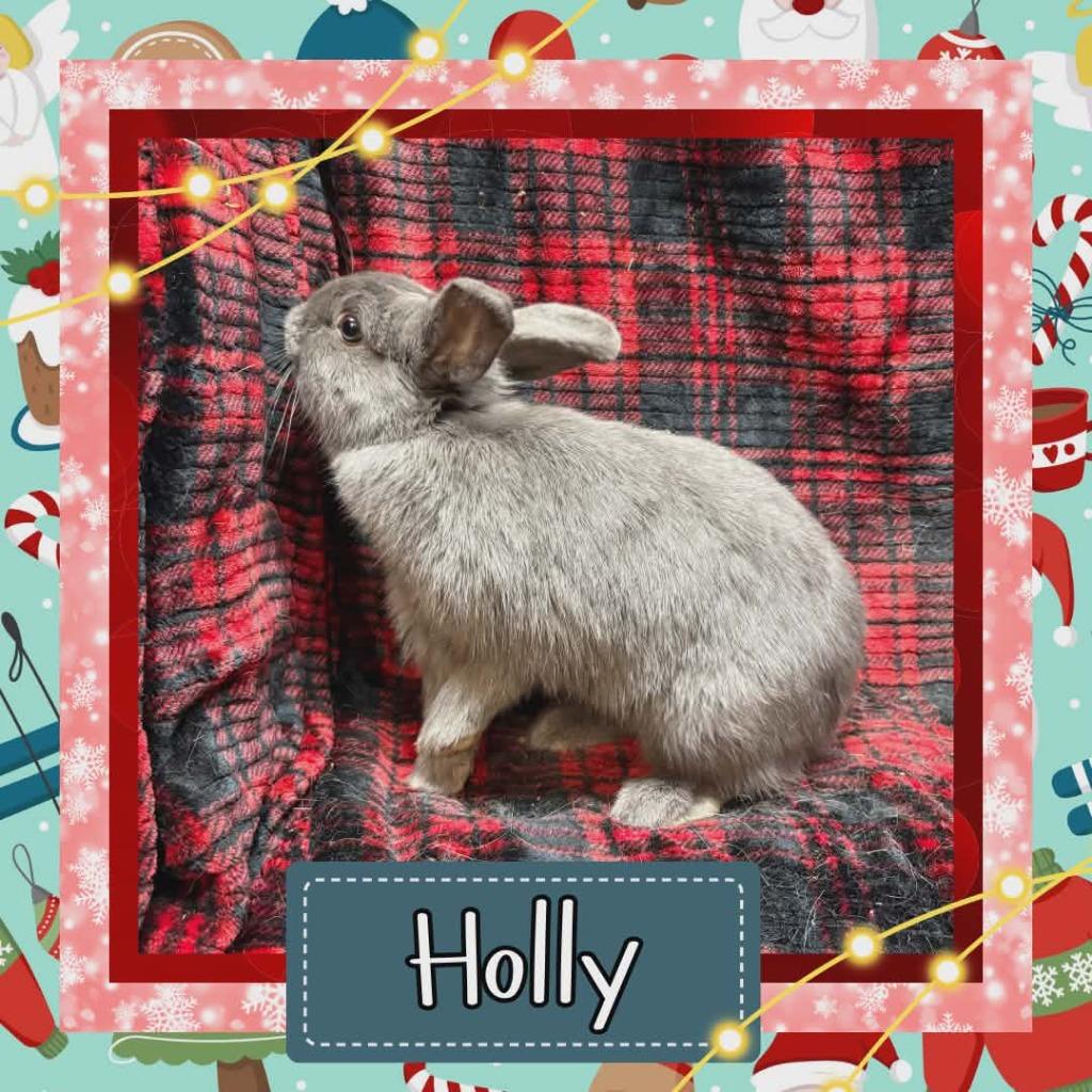 Holly, Adoptable, Young Female Lop Eared.