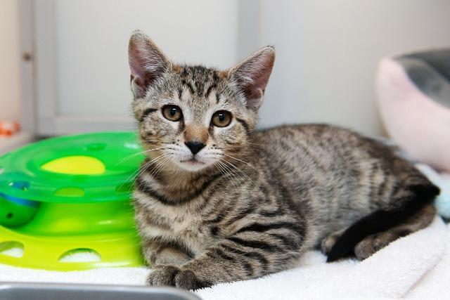 Elphaba, Adoptable, Adult Female Domestic Short Hair.