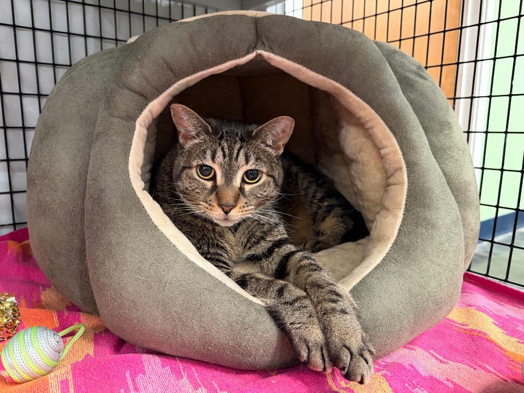 Elphaba, Adoptable, Adult Female Domestic Short Hair.