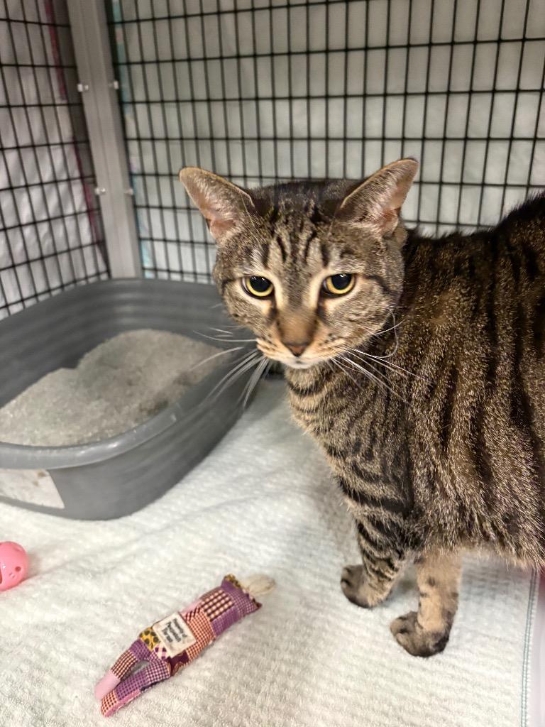 Enlarge Elphaba, a Adoptable mixed breed in Raleigh, NC image 2/2