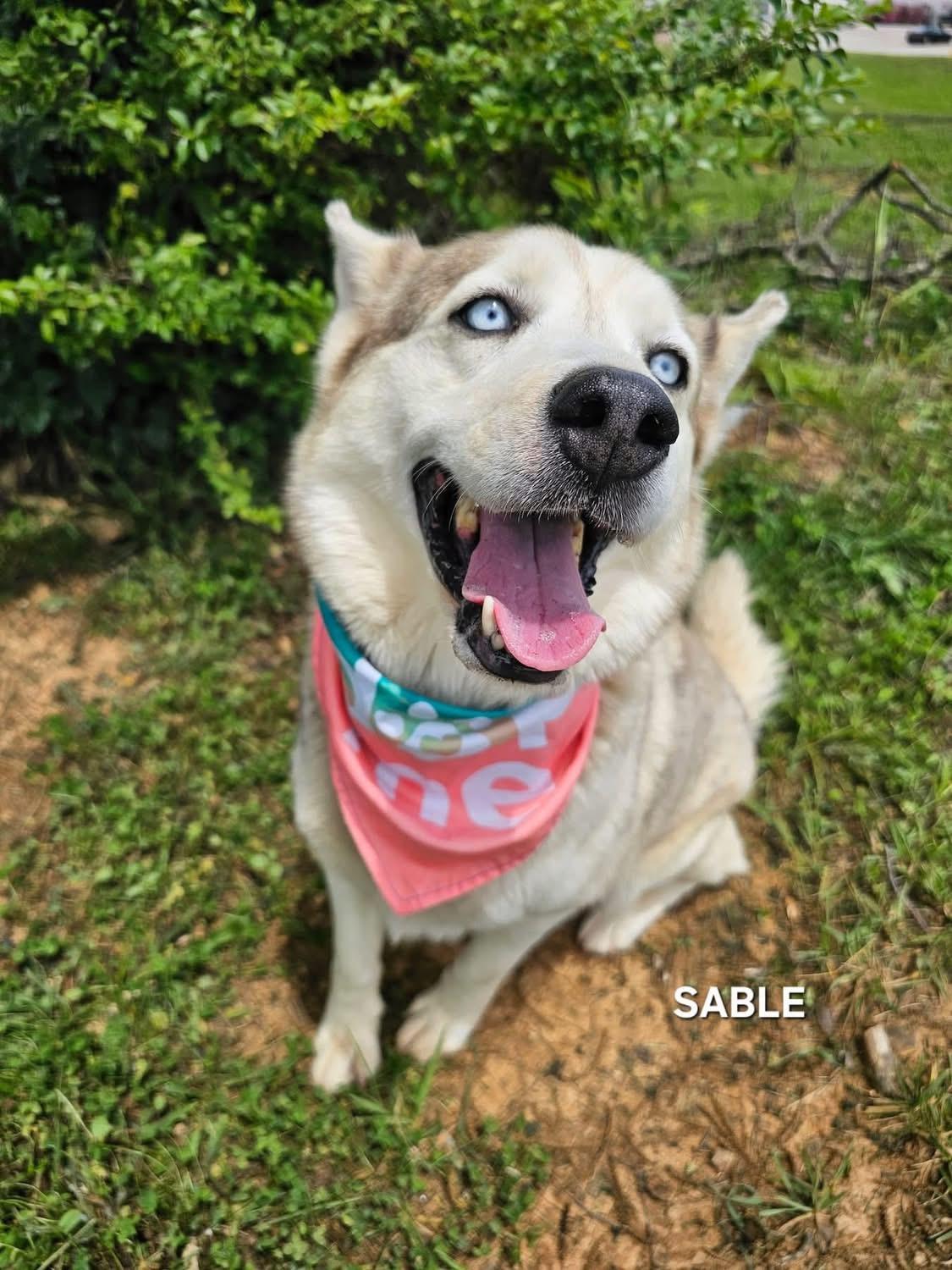 Enlarge Sable, a Adoptable Husky in Fort Wayne, IN image 3/3