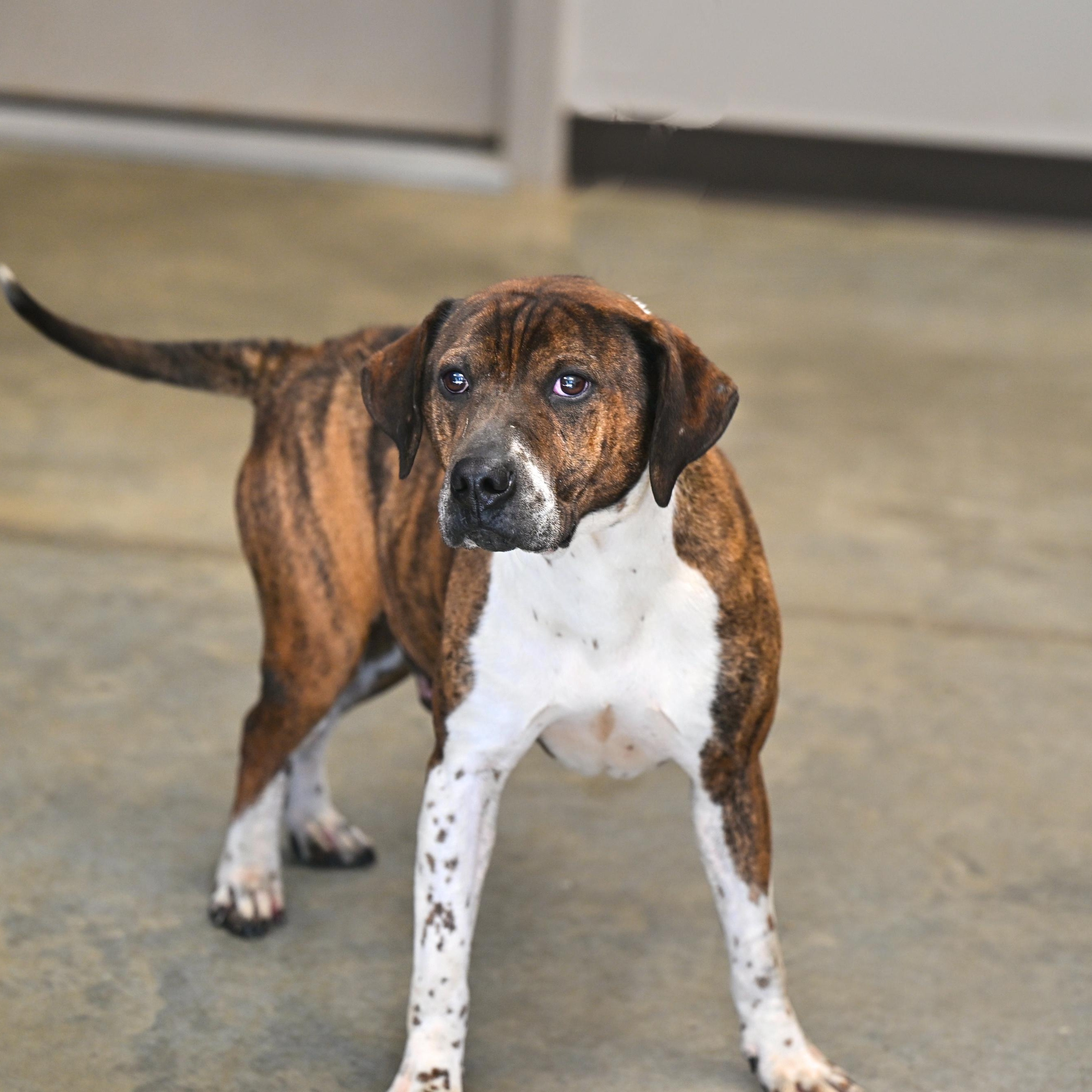 Lewis, ADOPTABLE, Adult Male Plott Hound & Pit Bull Terrier.
