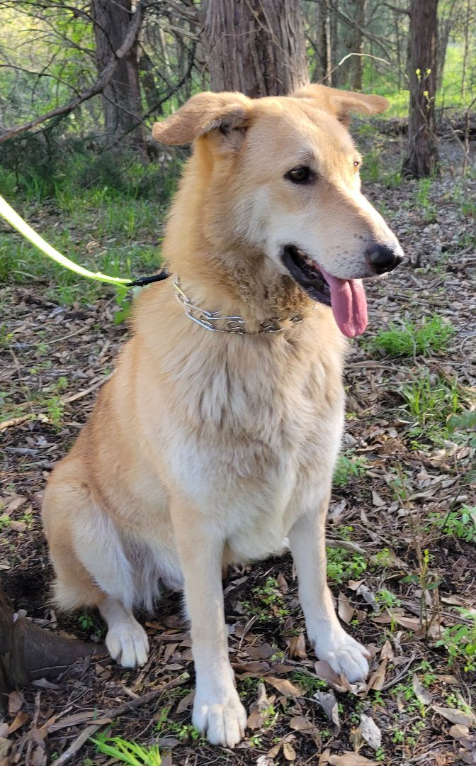 Bunny, Adoptable, Adult Female German Shepherd Dog & Collie.