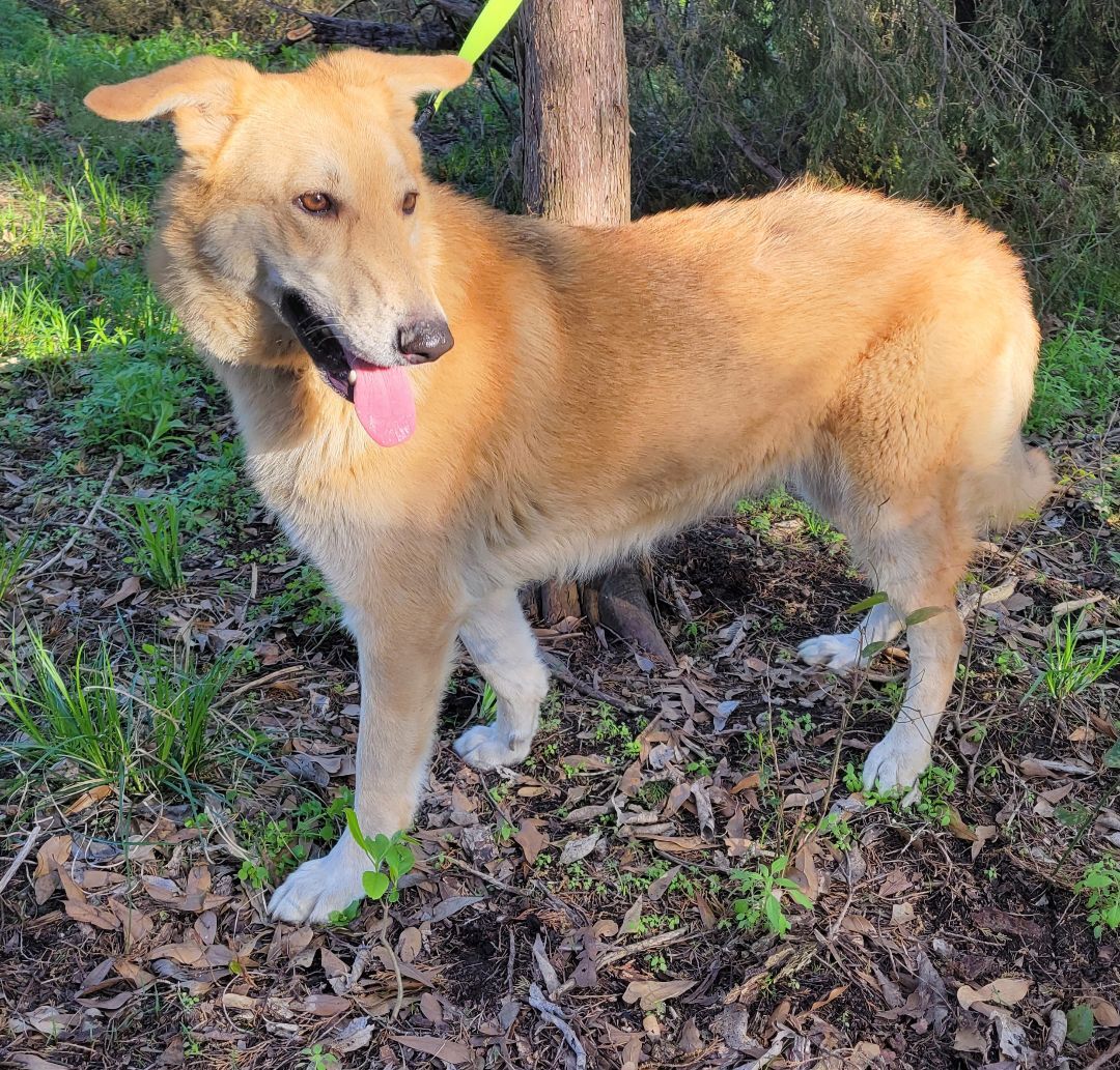 Bunny, a Adoptable mixed breed image 2/8