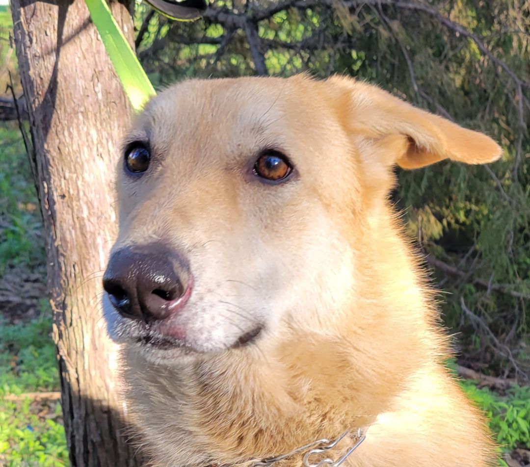 Bunny, a Adoptable mixed breed image 4/8