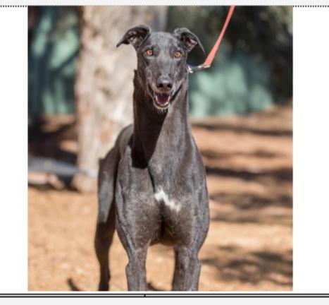 Enlarge Shavano - pending, a Adopted Greyhound in Allentown, PA image 1/1