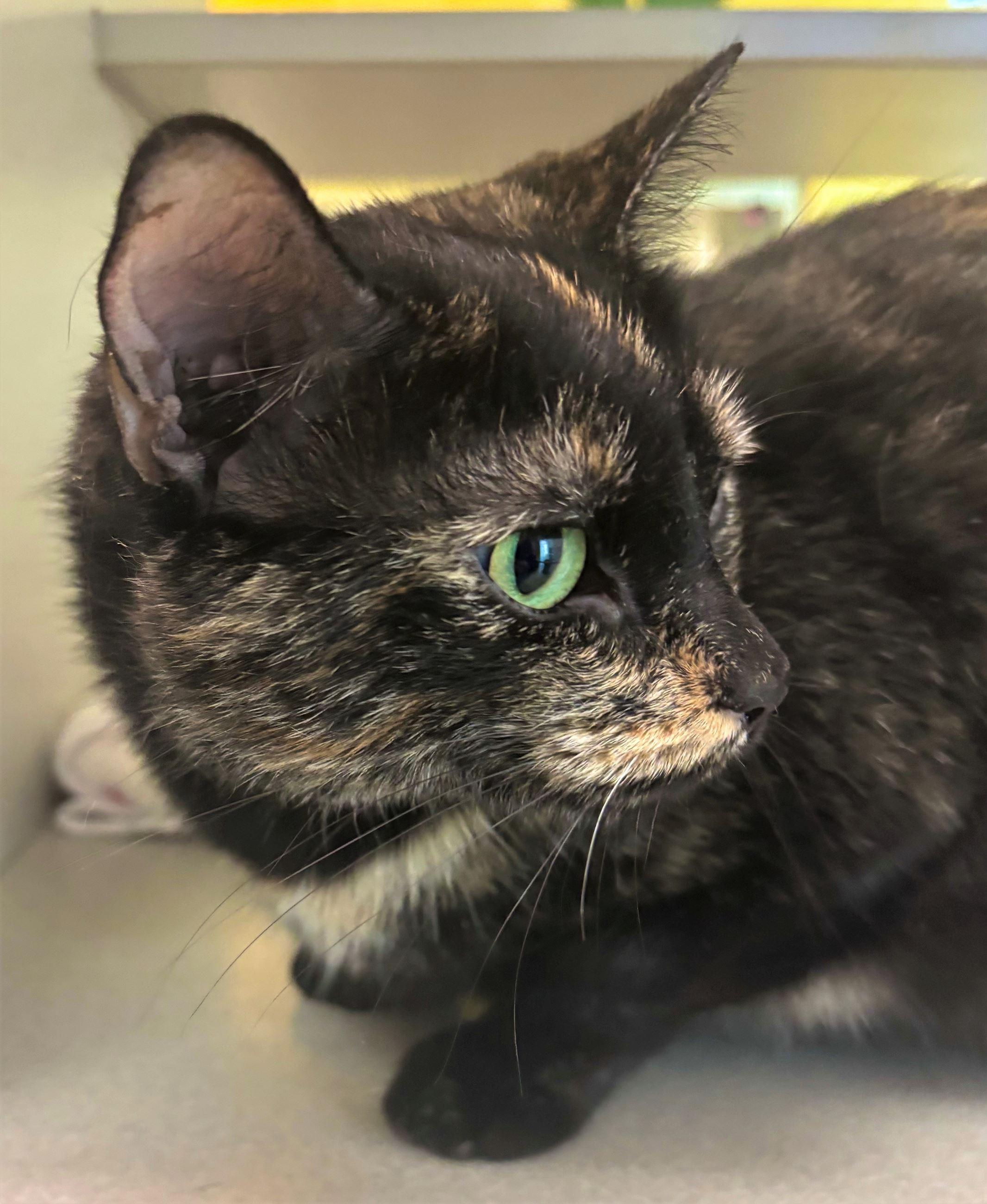 Strainer, Adopted, Adult Female Domestic Short Hair.