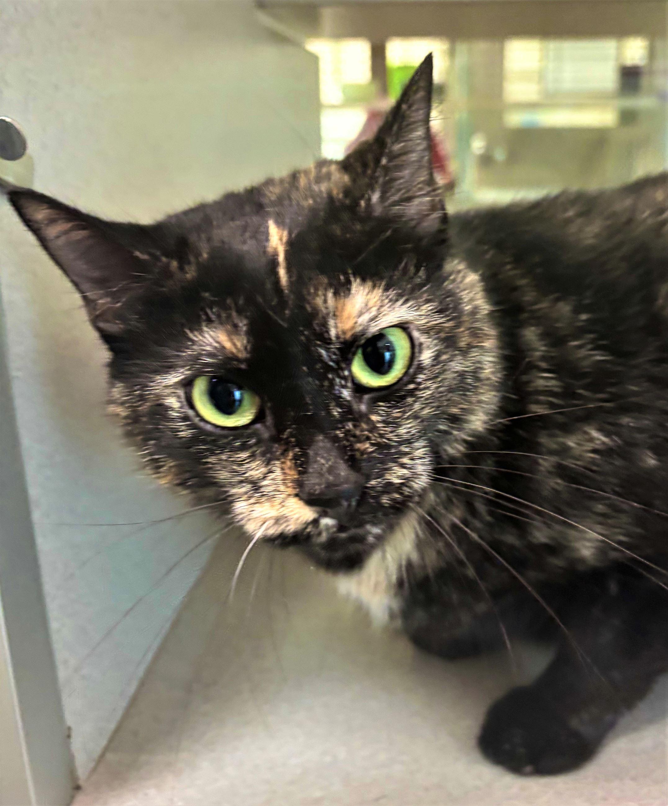 Enlarge Strainer, a Adopted Domestic Short Hair in Iowa City, IA image 2/2