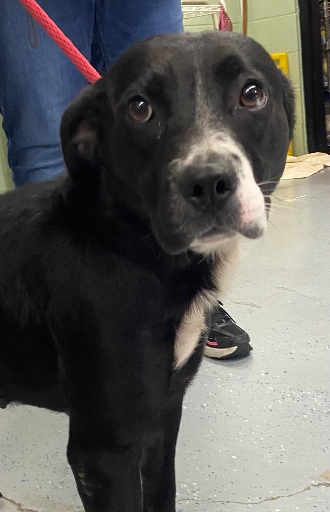 Enlarge Bitty, a Adoptable mixed breed in Beebe, AR image 1/1