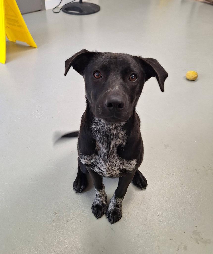 Jasper, Adoptable, Puppy Male Labrador Retriever.