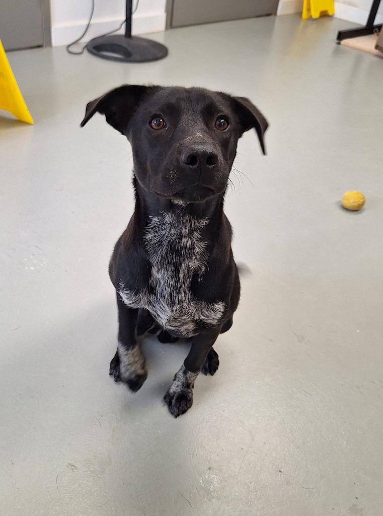 Jasper, a Adoptable Labrador Retriever in Noble, OK image 2/3