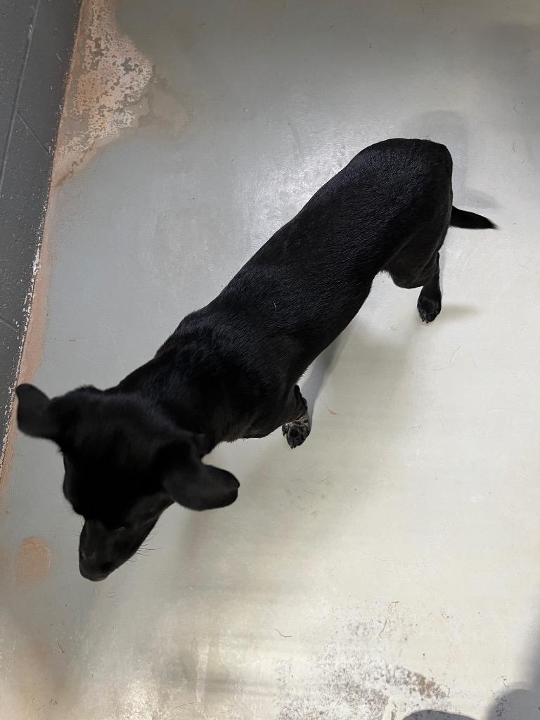 Jasper, a Adoptable Labrador Retriever in Noble, OK image 3/3