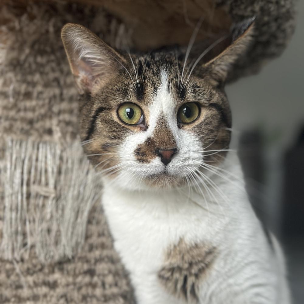 Stormy, Adoptable, Kitten Male Domestic Short Hair.