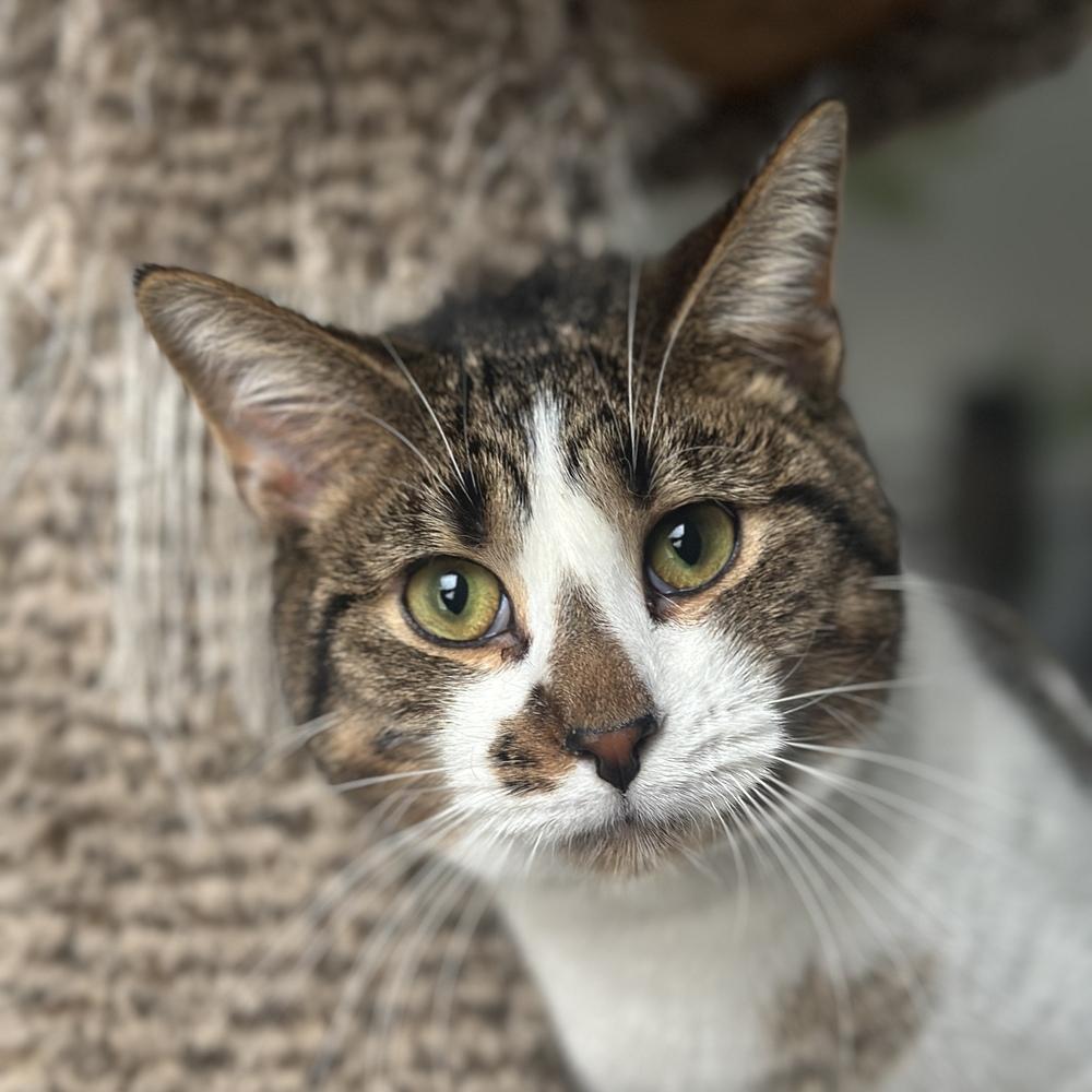 Enlarge Stormy, a Adoptable mixed breed in Columbus, OH image 2/4